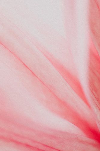 Flamingo flower no. 1 van Elise van Gils