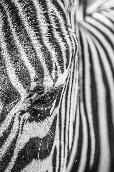 Zebra von Annette van Dijk-Leek
