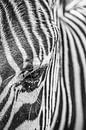 Zebra von Annette van Dijk-Leek Miniaturansicht