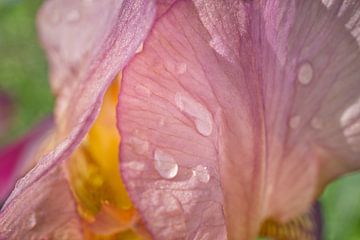 Pink Iris Flower Macro with Water Droplets by Iris Holzer Richardson