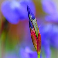 Iris in der Knospe