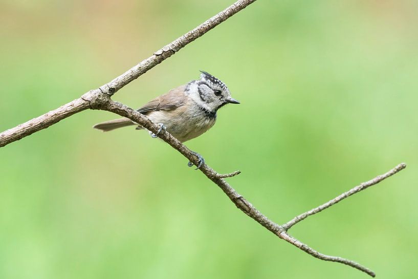 Crested tit. by Merijn Loch