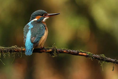 De ijsvogel van Daniëlle Eibrink Jansen