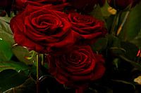 rode rozen