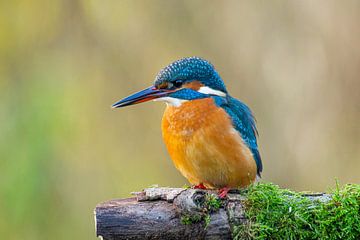 IJsvogel van Claudia Esveldt