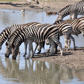 Groepje zebra's lessen hun dorst sur Peter Mooij