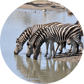 Groepje zebra's lessen hun dorst van Peter Mooij