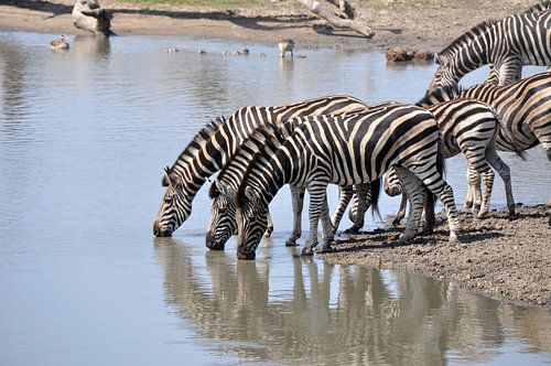 Groepje zebra's lessen hun dorst