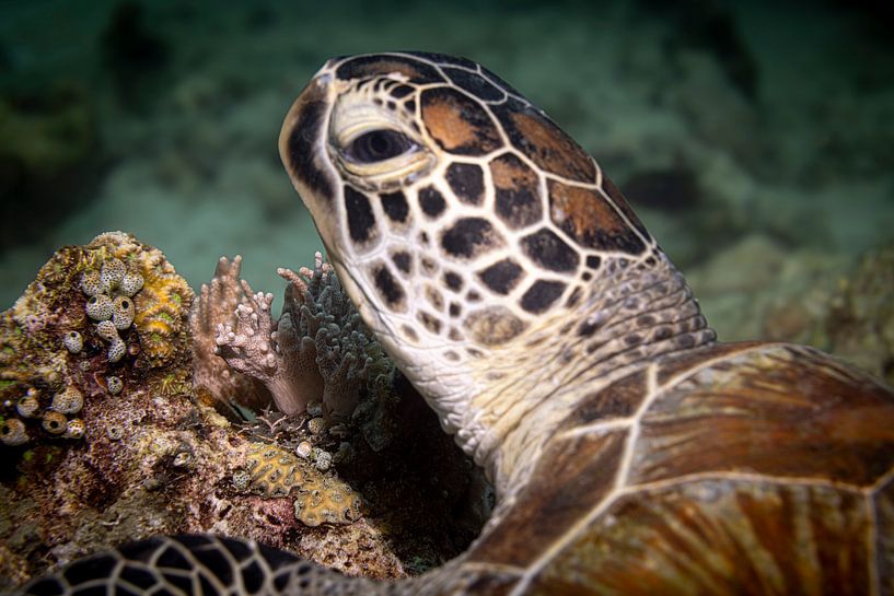 Zeeschildpad, Rode Zee, Egypte van Travel Tips and Stories