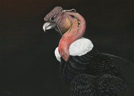 Andenkondor, Vultur gryphus