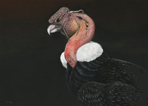 Andes-condor, Vultur gryphus