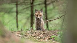 Fuchswelpe (II) von Daniel Elfert