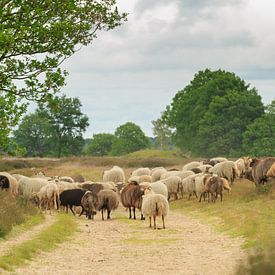 Un troupeau de moutons Drenthe Heide sur Balloërveld sur Henk van den Brink