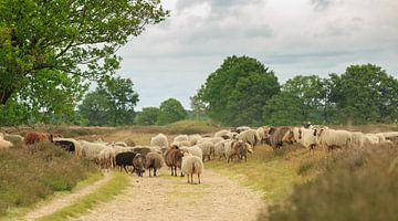 A herd of Drenthe Heide sheep on Balloërveld by Henk van den Brink