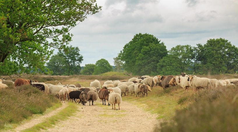 Eine Herde Drenther Heideschafe auf dem Balloërveld von Henk van den Brink