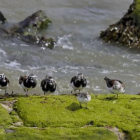 Steltlopers van Ward Denckens