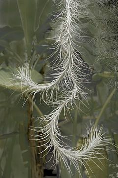 Hanging Moss in Silver Grey. by Alie Ekkelenkamp