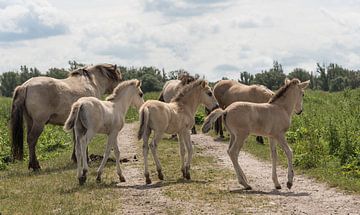 Konik foals by Ans Bastiaanssen