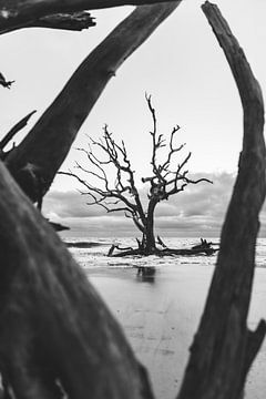 Einzelner Baum am Treibholz Strand von Jacqueline Anders
