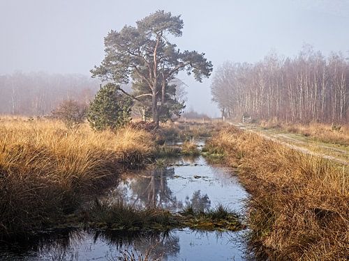 Groote Peel National Park