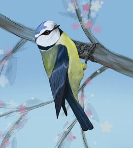 Mésange bleue dessin numérique