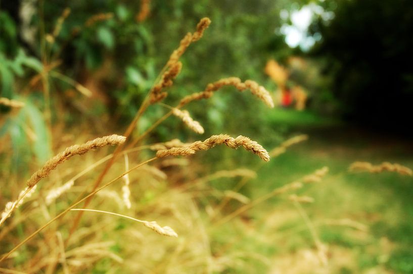 Gras in Italie von Barbara Koppe