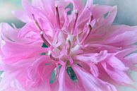 Üppige rosa Blume von Rietje Bulthuis Miniaturansicht