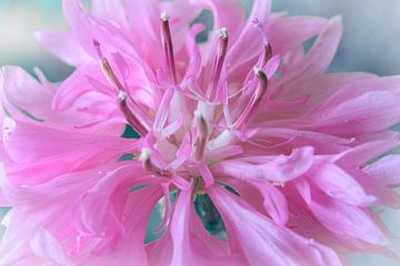 Lush pink flower by Rietje Bulthuis