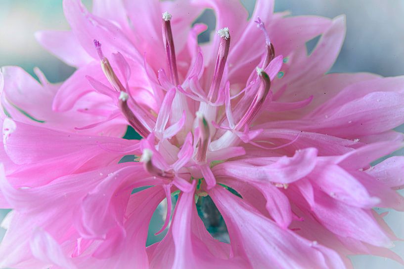 Üppige rosa Blume von Rietje Bulthuis