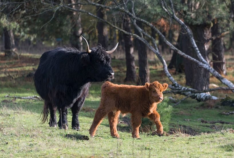 Zwarte mama met bruin kalfje van Ans Bastiaanssen