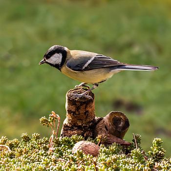 Le Grand Mésange