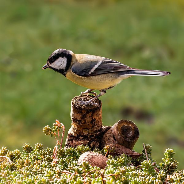 Le Grand Mésange par Klaartje Majoor