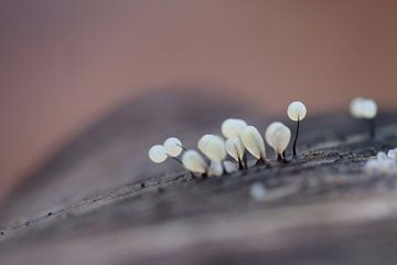 Glorious ! by Angelique Raaijmakers