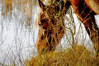 Wilde, dorstige paarden op Schiermonnikoog