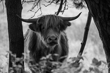 Schotse Hooglander kijkt recht in de camera tussen de bomen door van Franklin Driessen