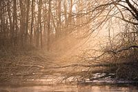 La lumière à travers les arbres