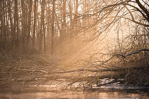 Licht durch die Bäume