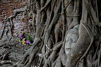 Trapped Buddha