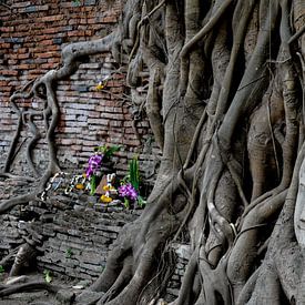 Gefangener Buddha von danny goeminne