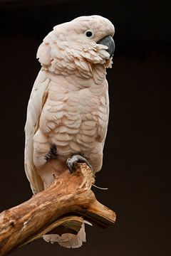 Moluccan cockatoo sits on a branch, by Michael Semenov