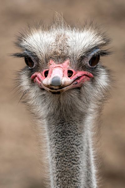 Ostrich portrait by Marjolein van Middelkoop