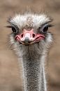 Ostrich portrait by Marjolein van Middelkoop thumbnail