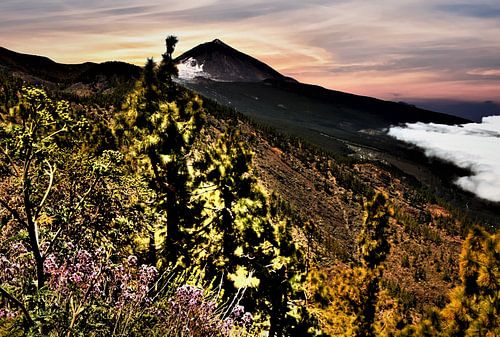 DE WILDGROEI AAN EL TEIDE MET MILJOENEN PRACHTIGE BLOEMEN  MET PRACHTIGE ZONSOPGANG