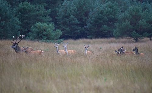 The rut on the Veluwe