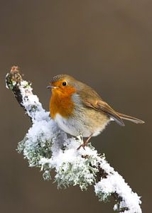 Robin dans la neige. sur Beschermingswerk voor aan uw muur