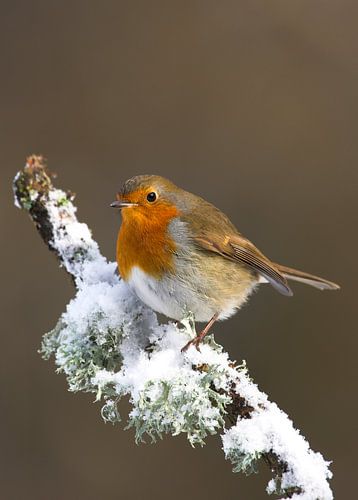 Roodborst in the sneeuw.