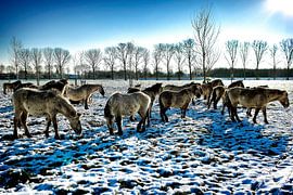 Schnee von Bas Quaedvlieg
