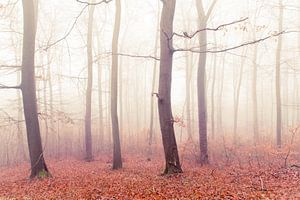 Herbstwald von Lavieren Photography