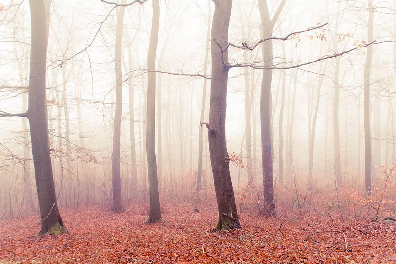Herbstwald von Lavieren Photography