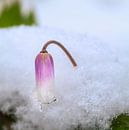 Paarse bloesem in de sneeuw van ManfredFotos thumbnail